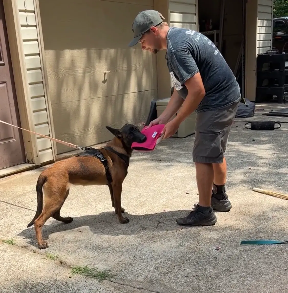 Competitive dog sports training at Georgia Doggy Dojo 8